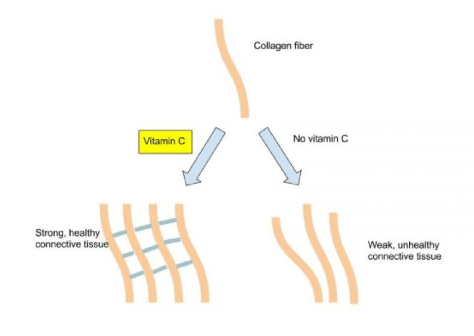 Role of vitamin C in collagen synthesis